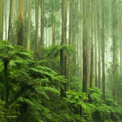 Aventure au cœur de la forêt tropicale