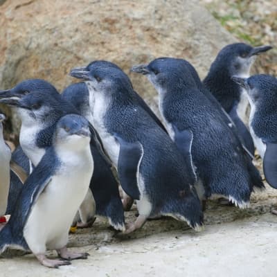 Excursion sur Phillip Island