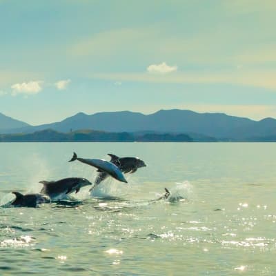 Nagez avec les dauphins dans la Baie des îles