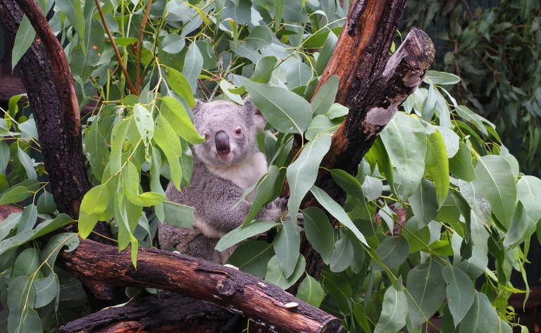 Retour en France via l'Asie