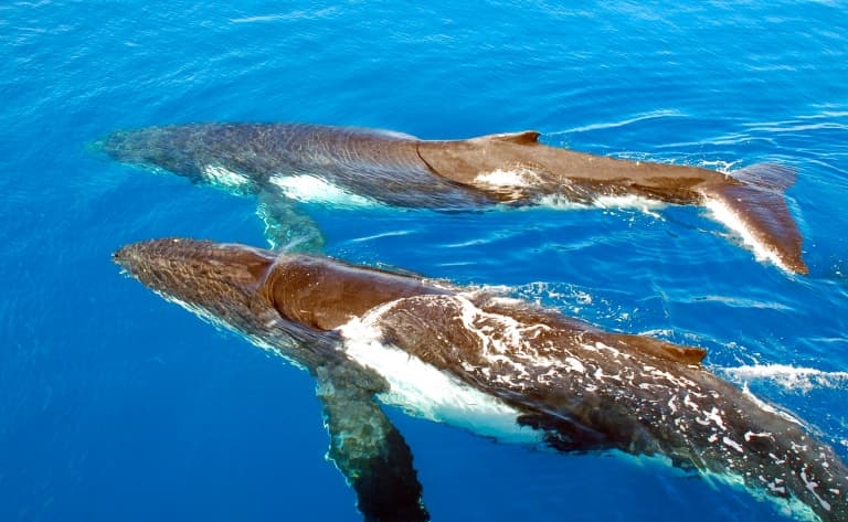 Observation des baleines de Nouvelle Calédonie