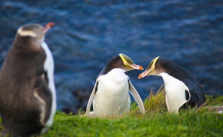 Observation des pingouins sur la péninsule d'Otago